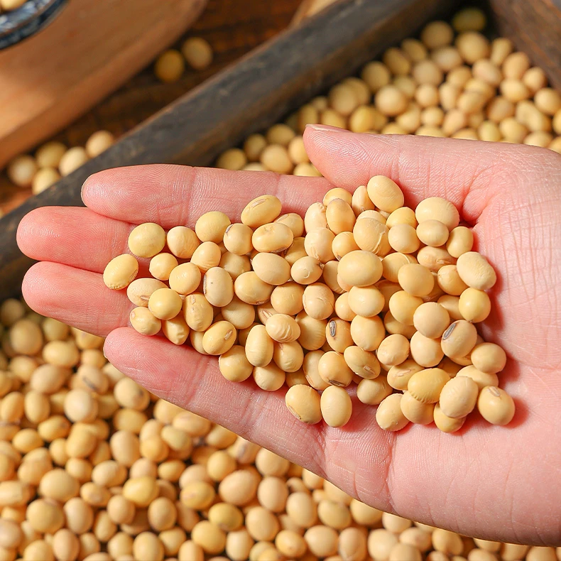 【安勤支书助农】农家笨黄豆老品种土黄豆农户自种