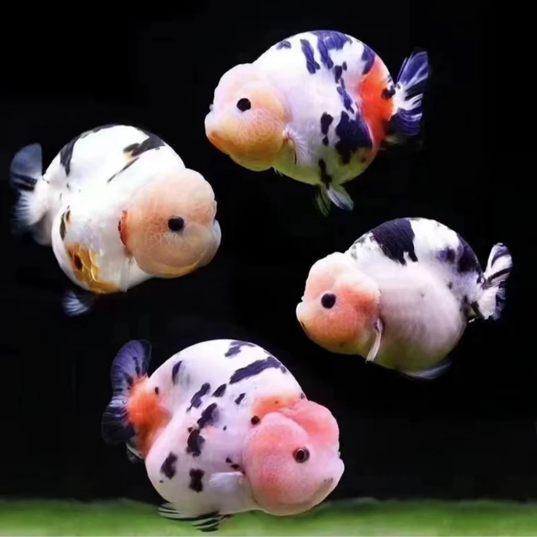 【三熹鱼场】精品百褶泰狮 开箱包活包损 无开箱视频不售后