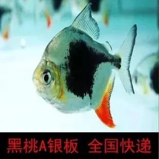 黑桃A银板活体龙鱼配鱼中层热带鱼龙鱼高端配鱼好养耐活观赏鱼