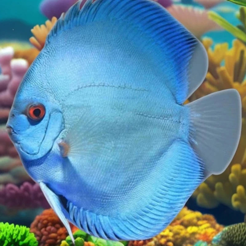 七彩神仙观赏鱼神仙鱼活体