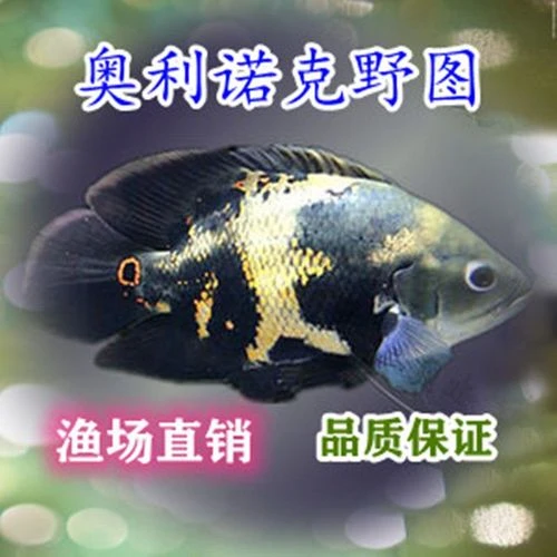 奥里诺科野生地图观赏鱼龙鱼配鱼奥里诺科野图K纹好养耐活观赏鱼