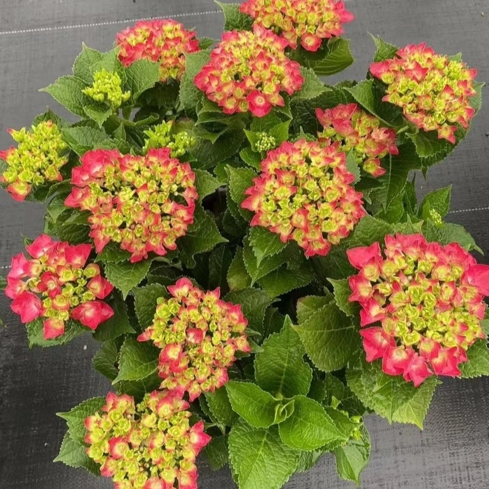 红皇后大花绣球，耐寒耐热适合阳台庭院，地栽盆栽