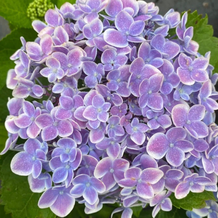 薄荷拇指大花绣球，