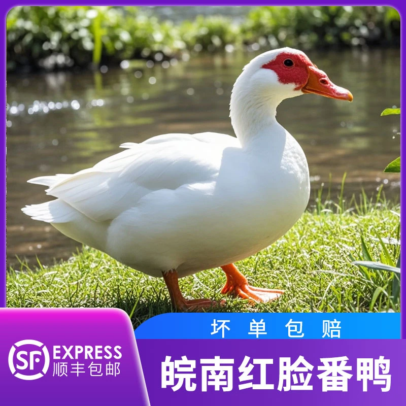 雀淘 皖南红脸番鸭 藤鸭 1750g-2000g/只 1 只装