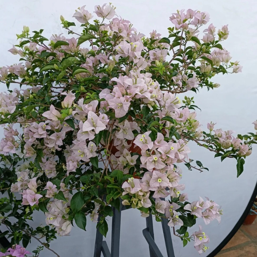 苹果花三角梅录绿植盆栽基地直发