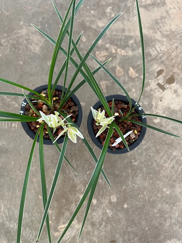 莲瓣兰翠晶红轮（叶花双艺）