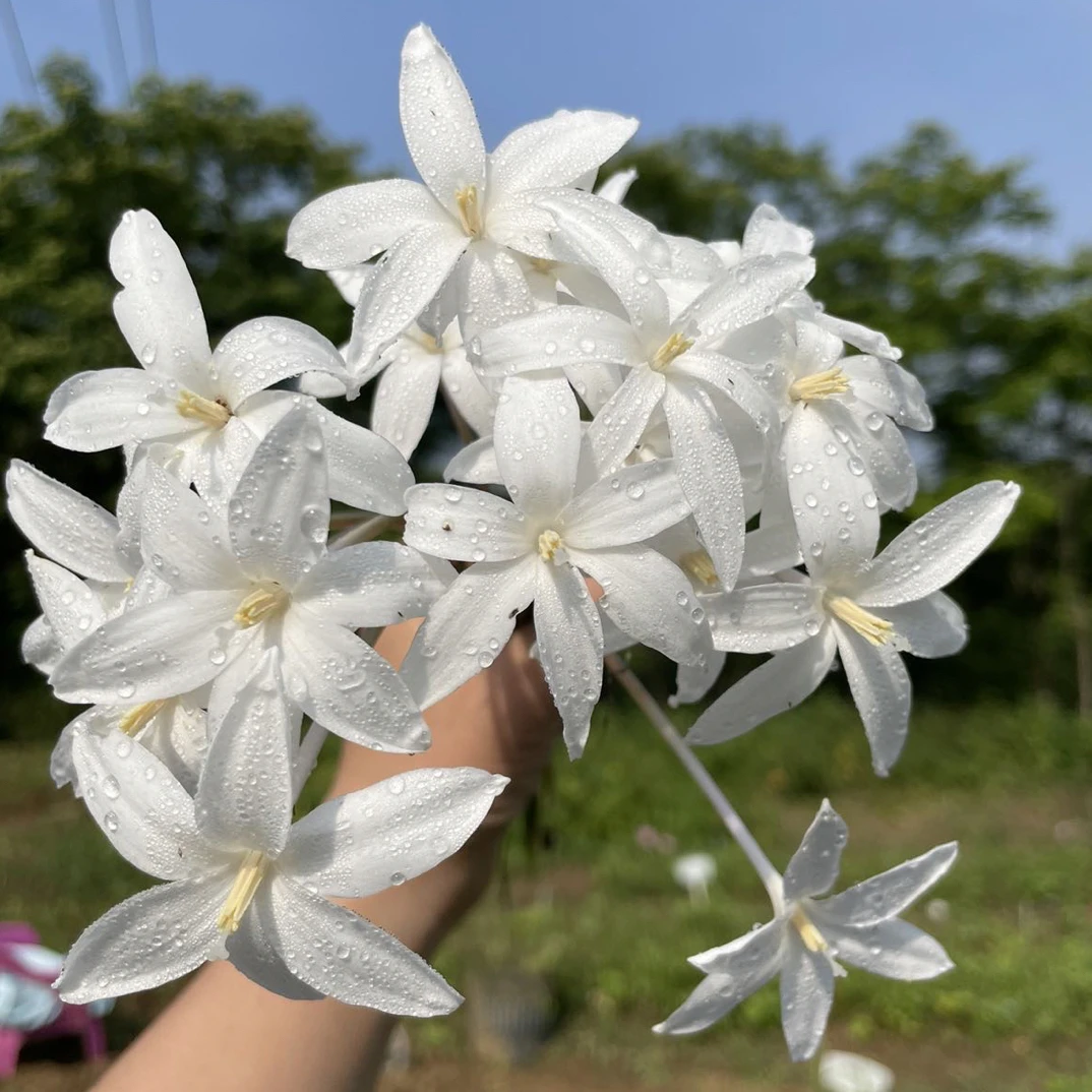 溪溪花园风雨兰 白香风 小球型 不带根叶包对版