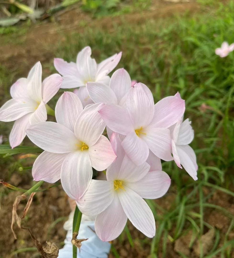溪溪花园风雨兰 蓬蓬裙 5个2厘米左右 包对版