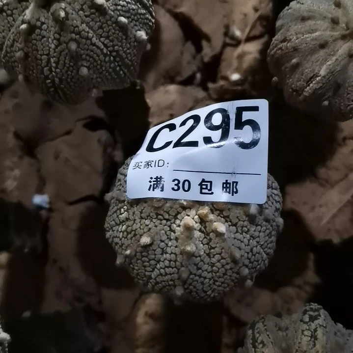 宇**空295号296号链接仙人球的