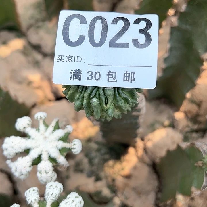 渣*晖仙人球仙人球 仙人球