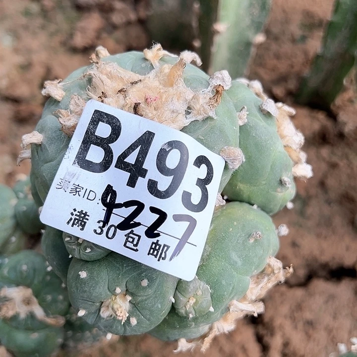 可*多仙人球，。， ，。 ，。  ，