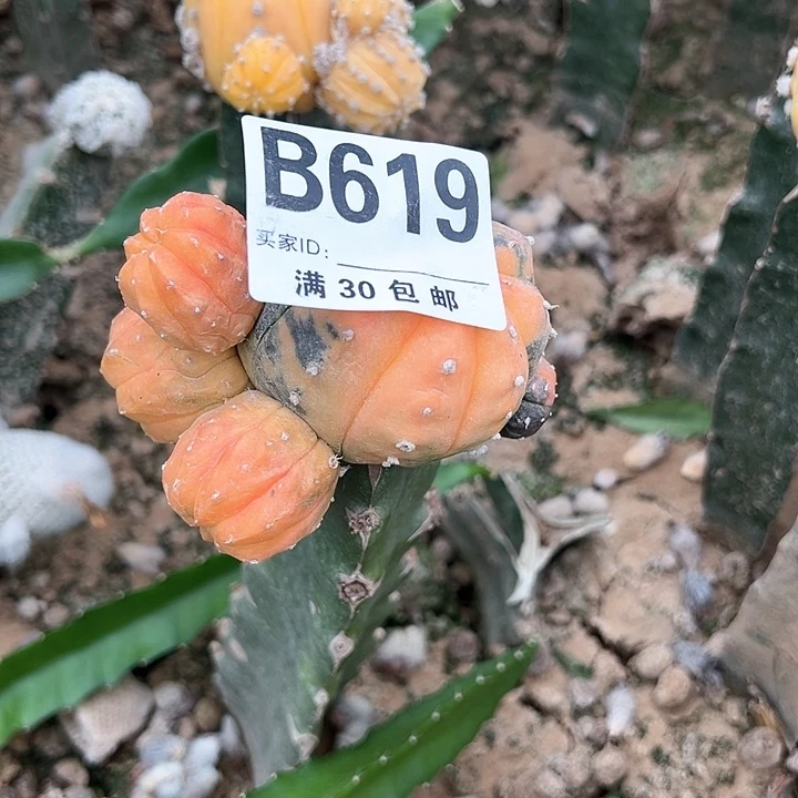 阡****?仙人球 仙人球 仙人球