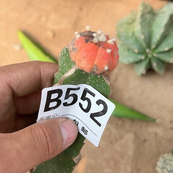 自**翔仙人球 仙人球。仙人球