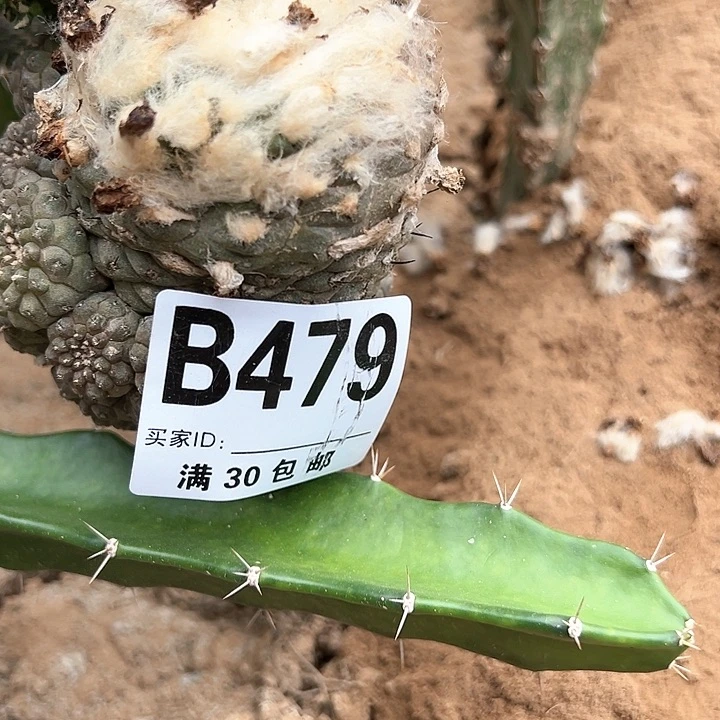 海*仙人球，。，。