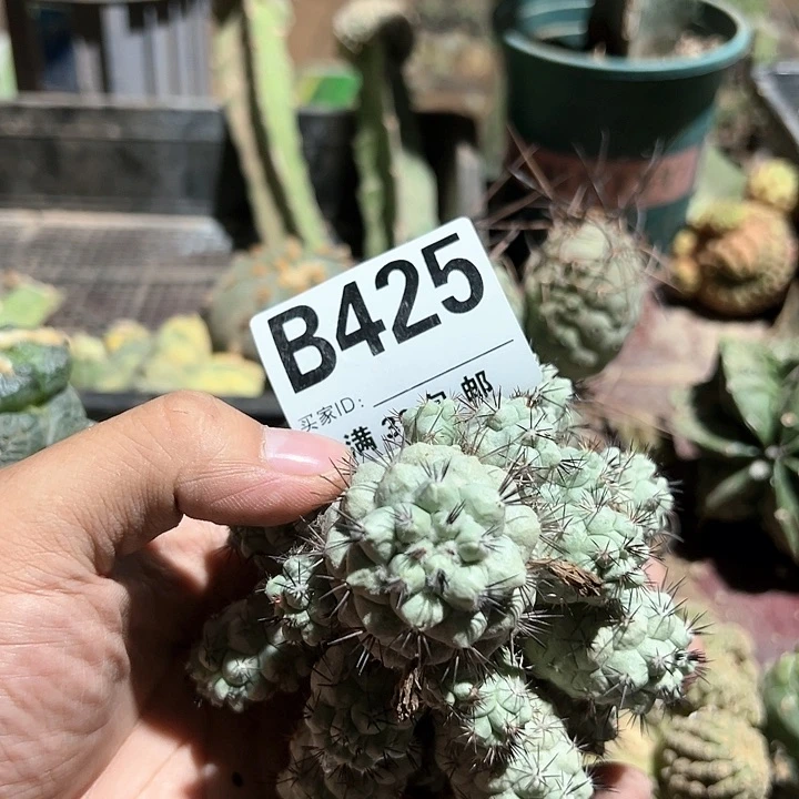 无*仙人球，。    ，。  ，。