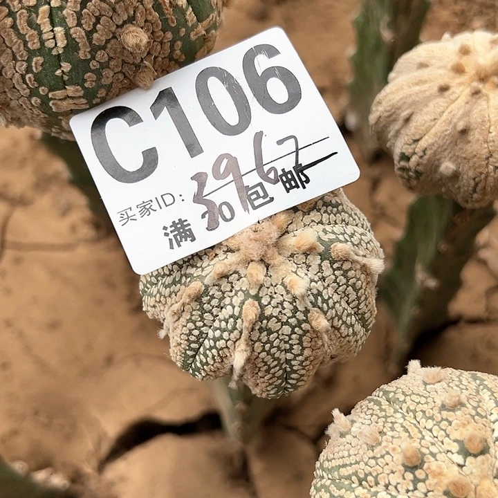 海*仙人球仙人球 仙人球