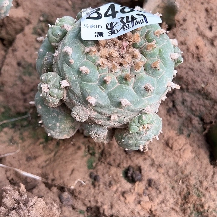 微*仙人球，。，。， ，