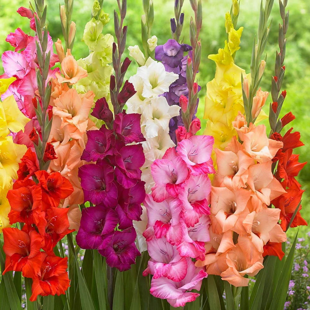 十球装   唐菖蒲剑兰春夏种庭院阳台室内种植春季多年生球根花卉