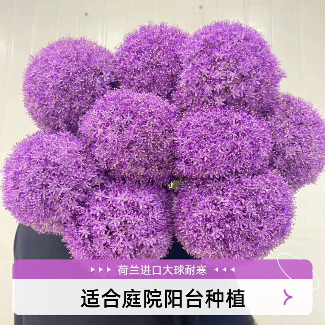 24大球年荷兰进口大花葱庭院阳台多年生耐寒球根花型艳丽低温种植