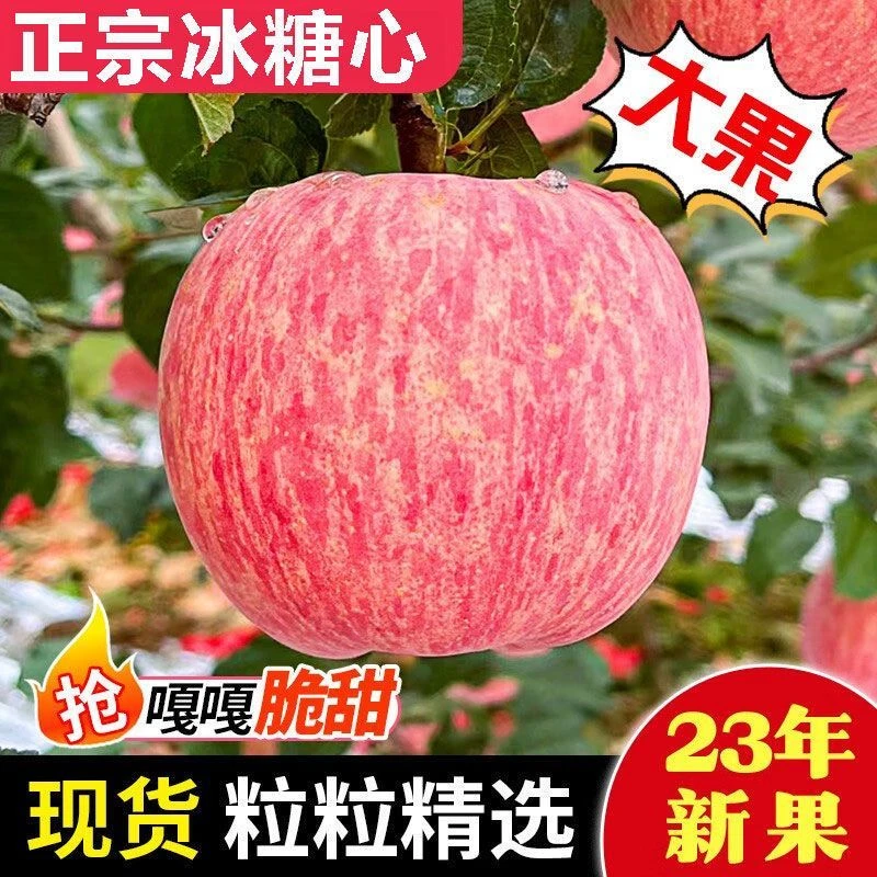 【现摘直发】陕西洛川红富士苹果新鲜脆甜多汁营养冰糖心水果2-10斤