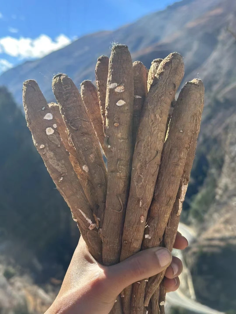 （精选好物）藏当归  干货  天然自晒无熏硫滋补品煲汤炖鸡炖鸭炖