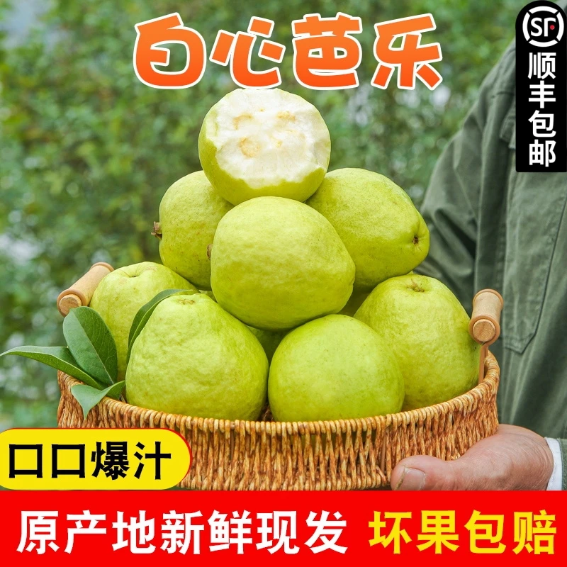 福建软心番石榴白心新鲜水果软糯香甜奶油台湾翡翠芭乐果子3/5斤