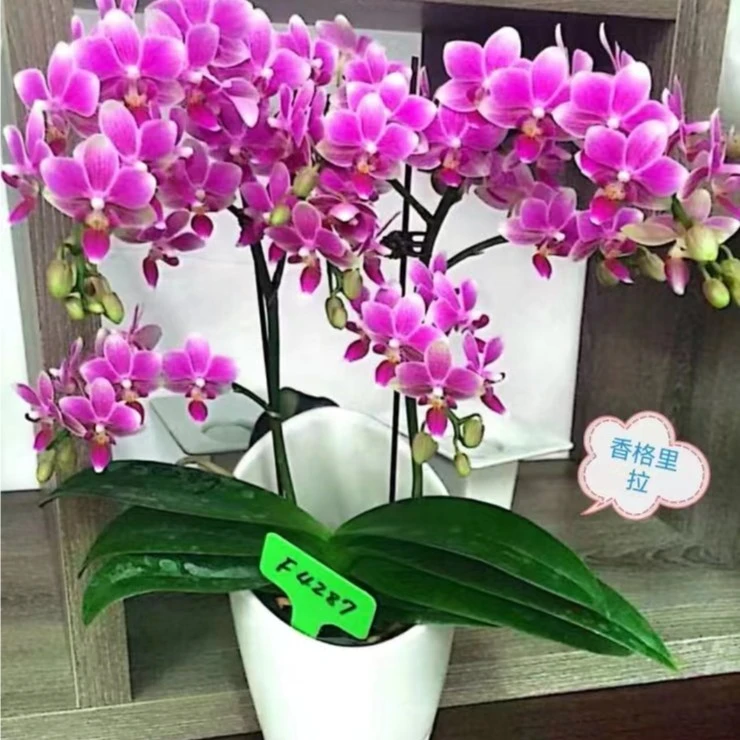2个花剑   香格里拉蝴蝶兰    2.8杯