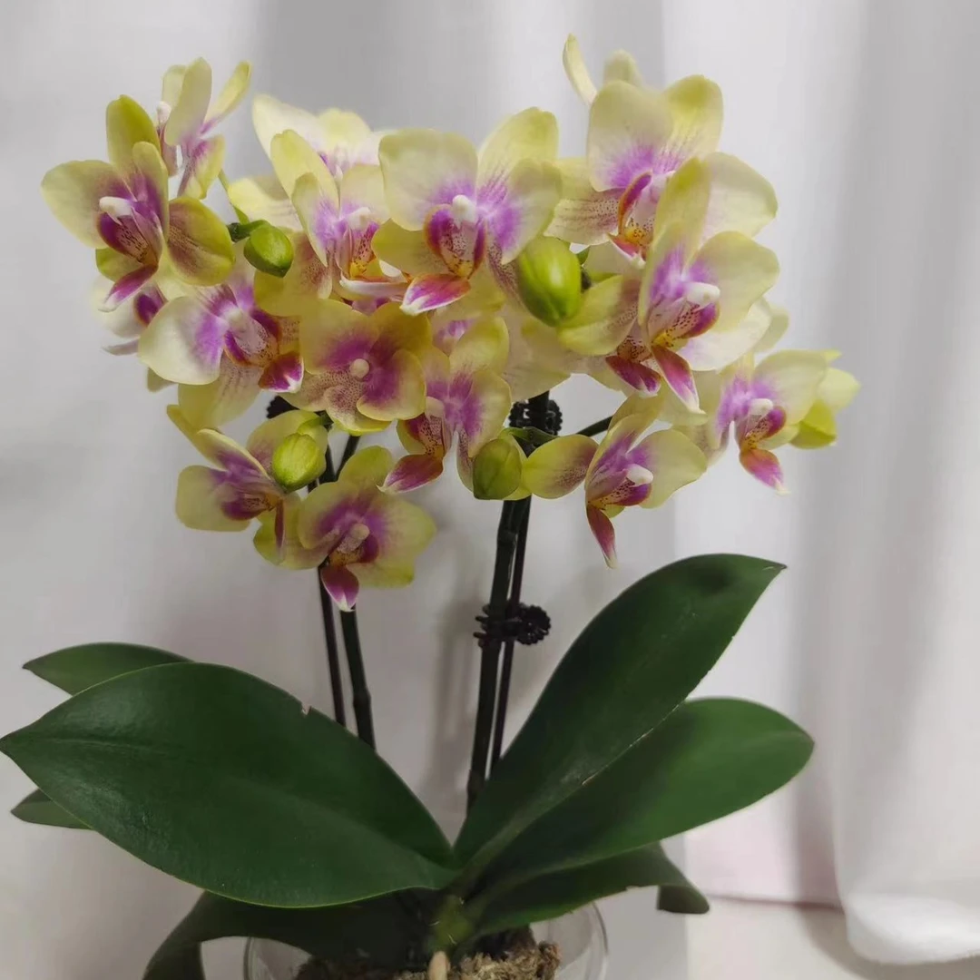 2个花剑【2.8杯圣诞树蝴蝶兰】花期长