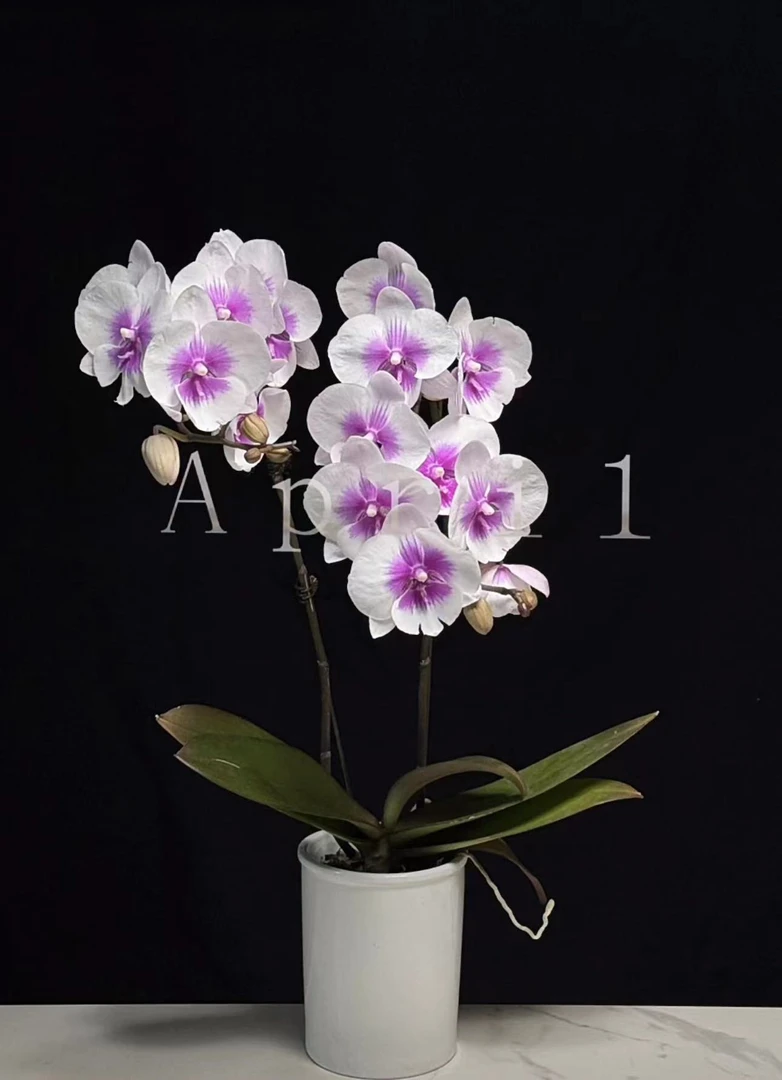 稀少品种 1花剑 【凤凰蝴蝶兰】爆根苗壮花期长阳台客厅可养