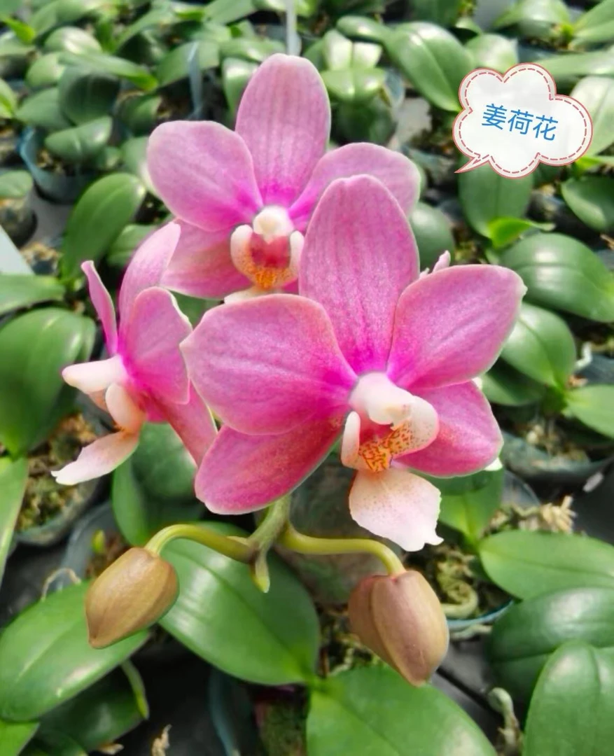 浓香型 1花剑【姜荷花】蝴蝶兰蜡质花 花期6-7个月 年年复花