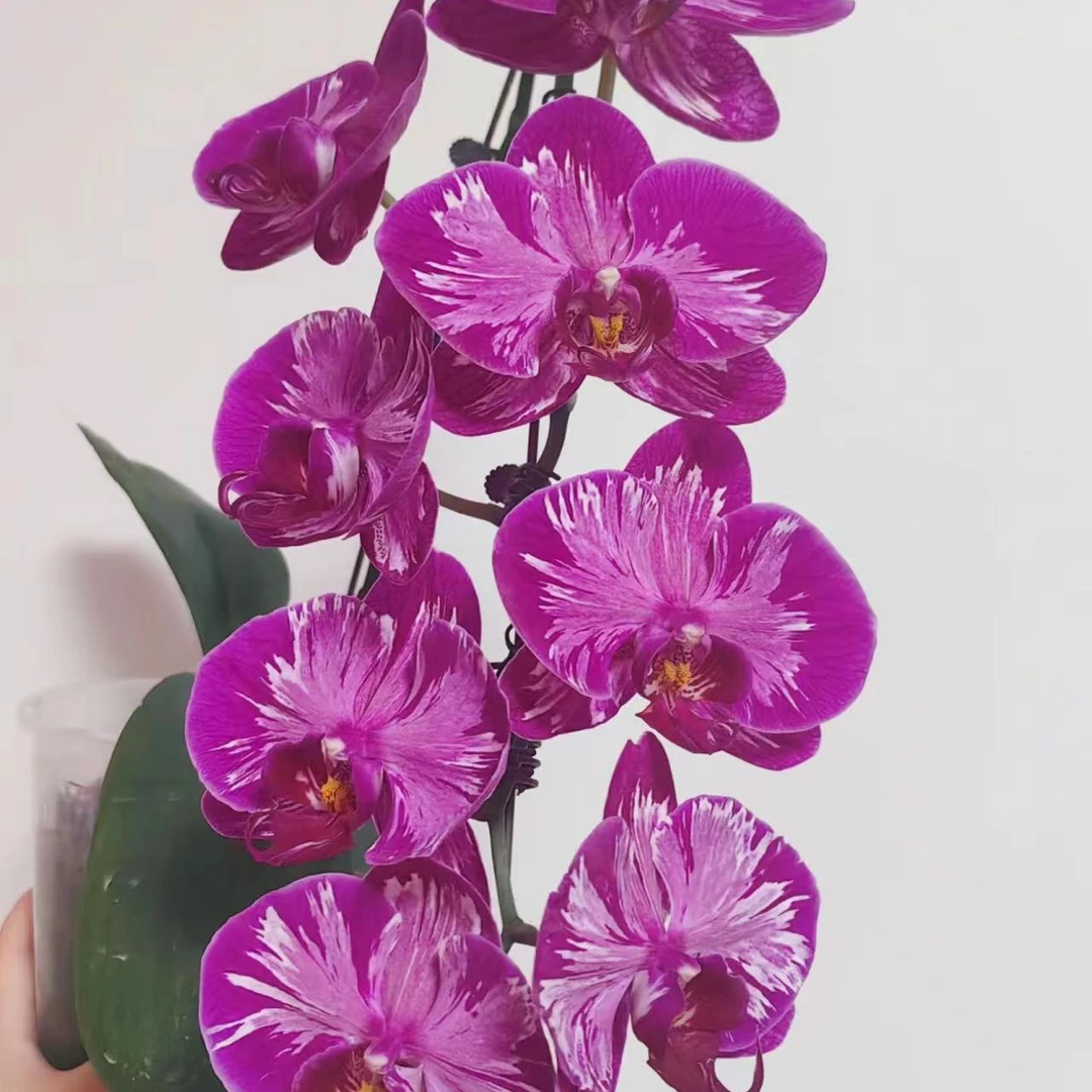 2.8杯   火凤凰蝴蝶兰  带花剑