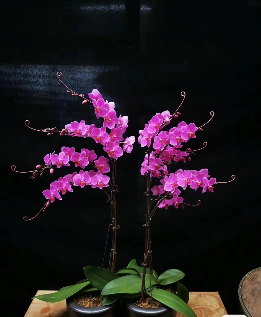 3.0 双苗 【婚宴蝴蝶兰】爆花品种带1个花剑