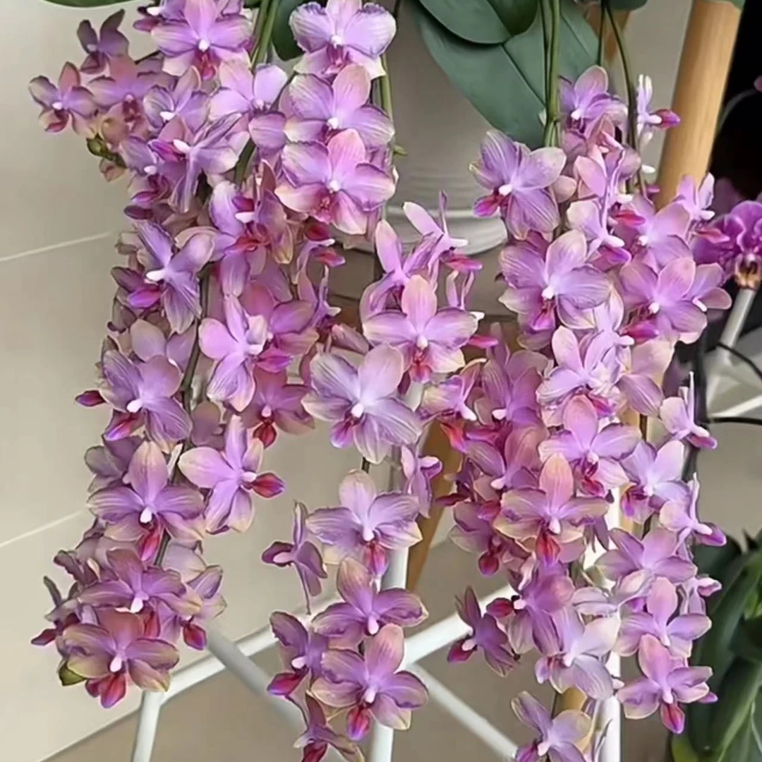 3个花剑  名贵浓香型【韩国水晶】蝴蝶兰花期长蜡质花