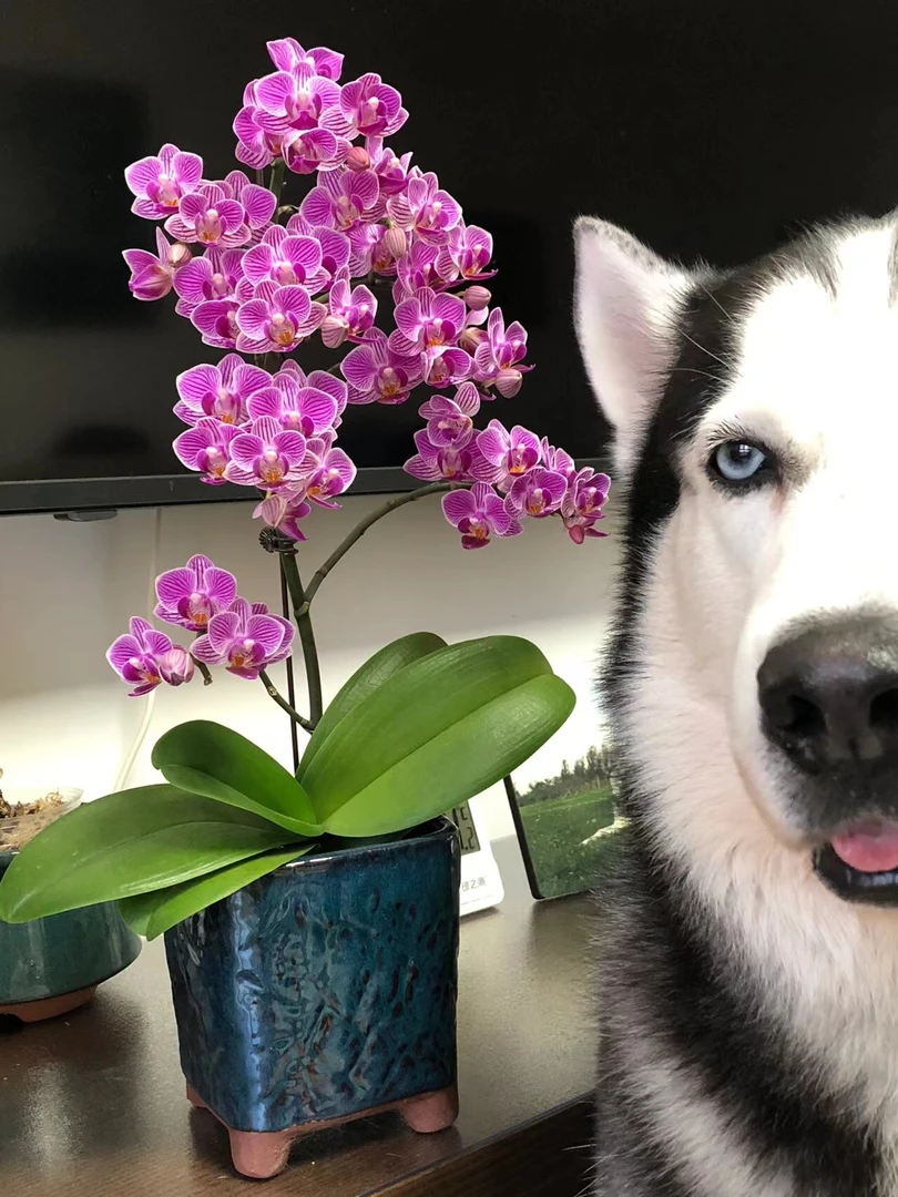 爆分枝 带两个花剑【小飞象】花量大花期长蝴蝶兰  带花苞