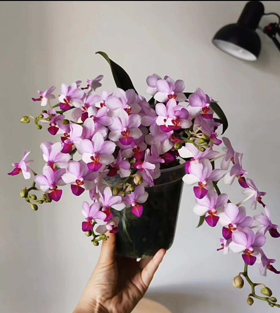 贵族品种3个花剑 浓香花 爆花 【贝瑞王子】蝴蝶兰能开100多个花苞