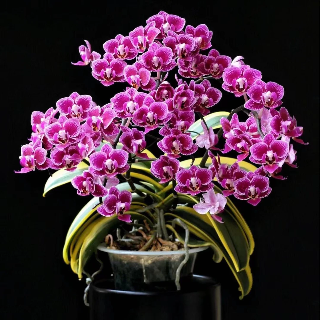 2个花剑 金边蔓越莓蝴蝶兰