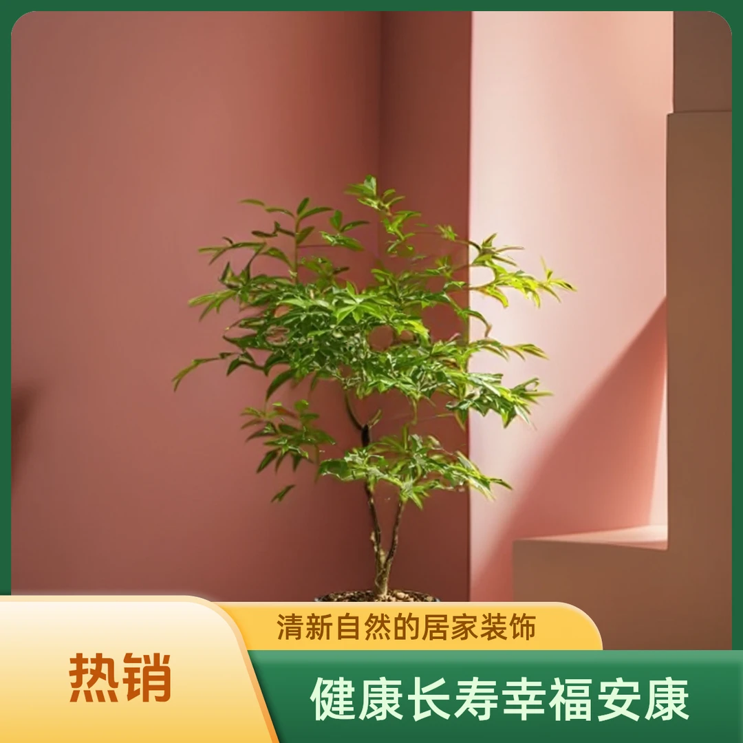 精品南天竹  福寿安康