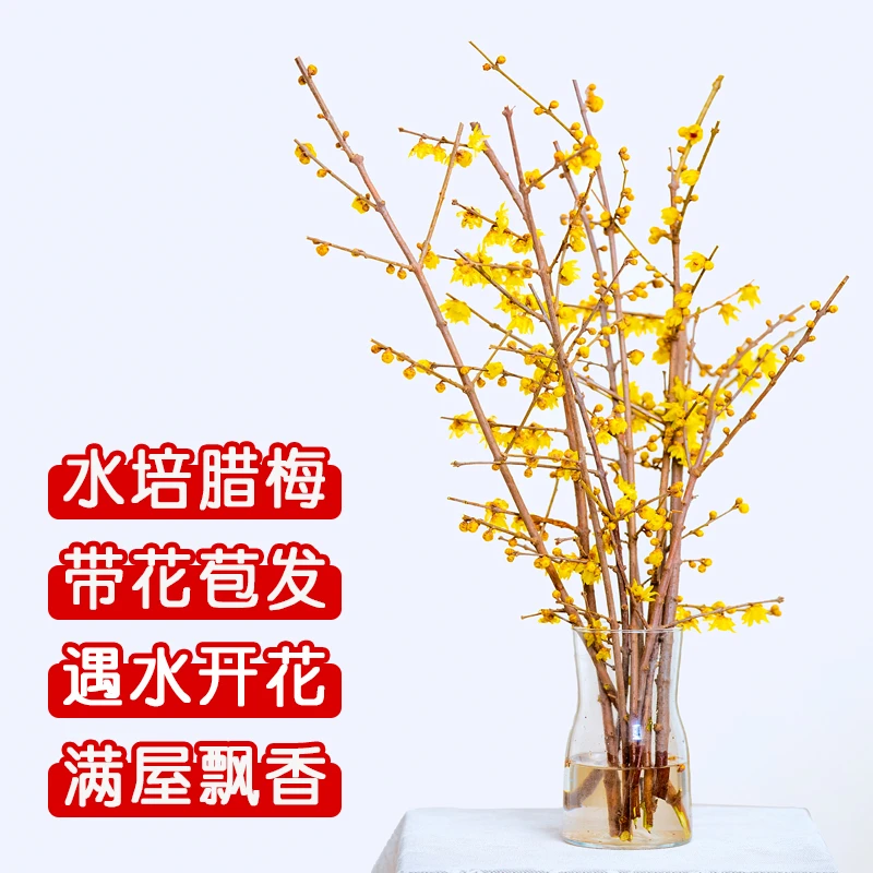 【高40厘米】腊梅鲜切花耐寒耐冻花卉萱草花茉莉花花卉绿植盆栽荷兰