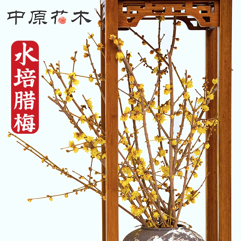 腊梅花枝鲜切花枝条水养干枝蜡梅鲜花花束室内外秋冬花卉水培植物