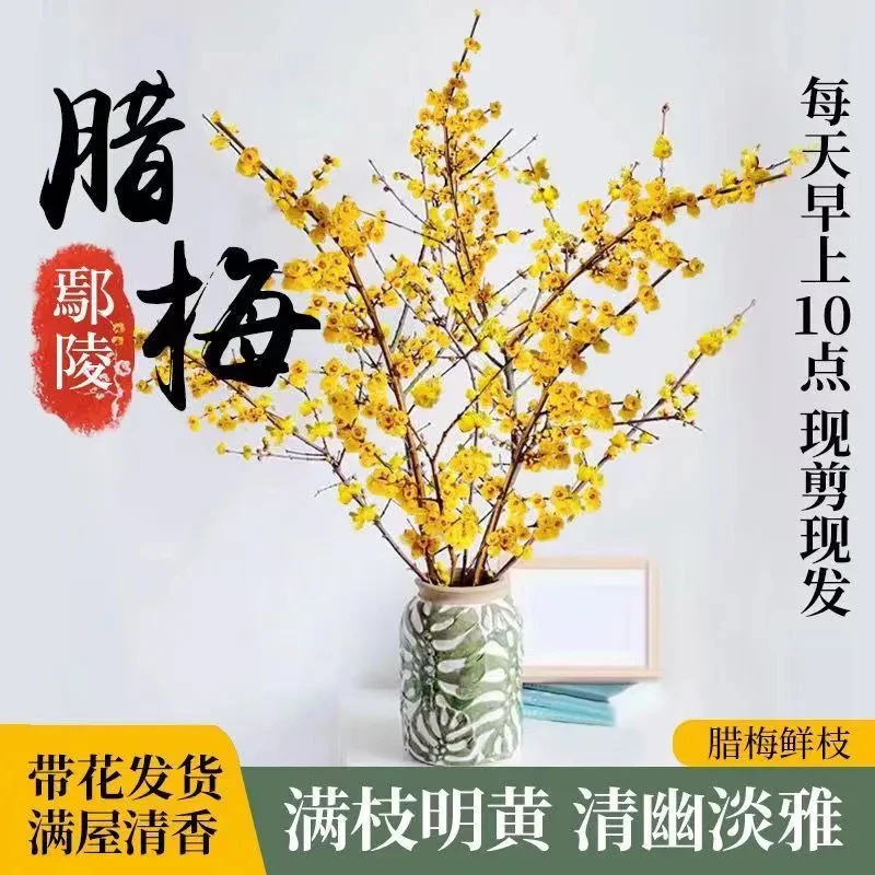 高60厘米水养花卉干枝腊梅冬季开花浓香客厅蜡梅室内摆放花