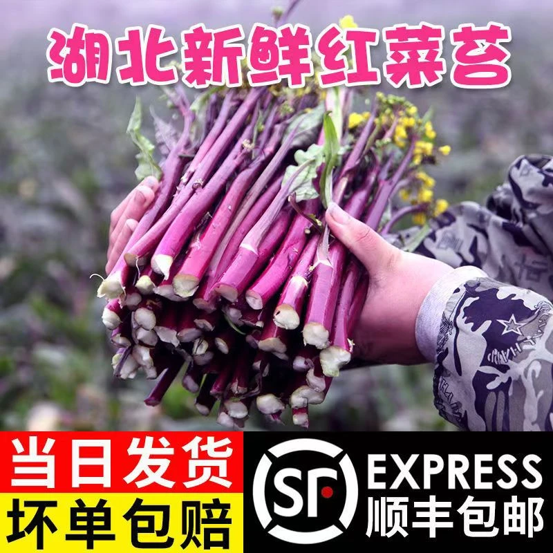 【顺丰包邮】洪湖新鲜红菜苔应季洪山菜苔紫菜苔时令蔬菜现摘现发