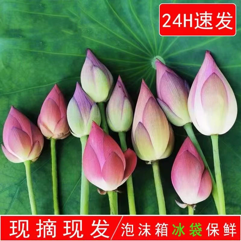 【顺丰包邮】新鲜荷花现摘花苞观赏莲花水生华花卉插花