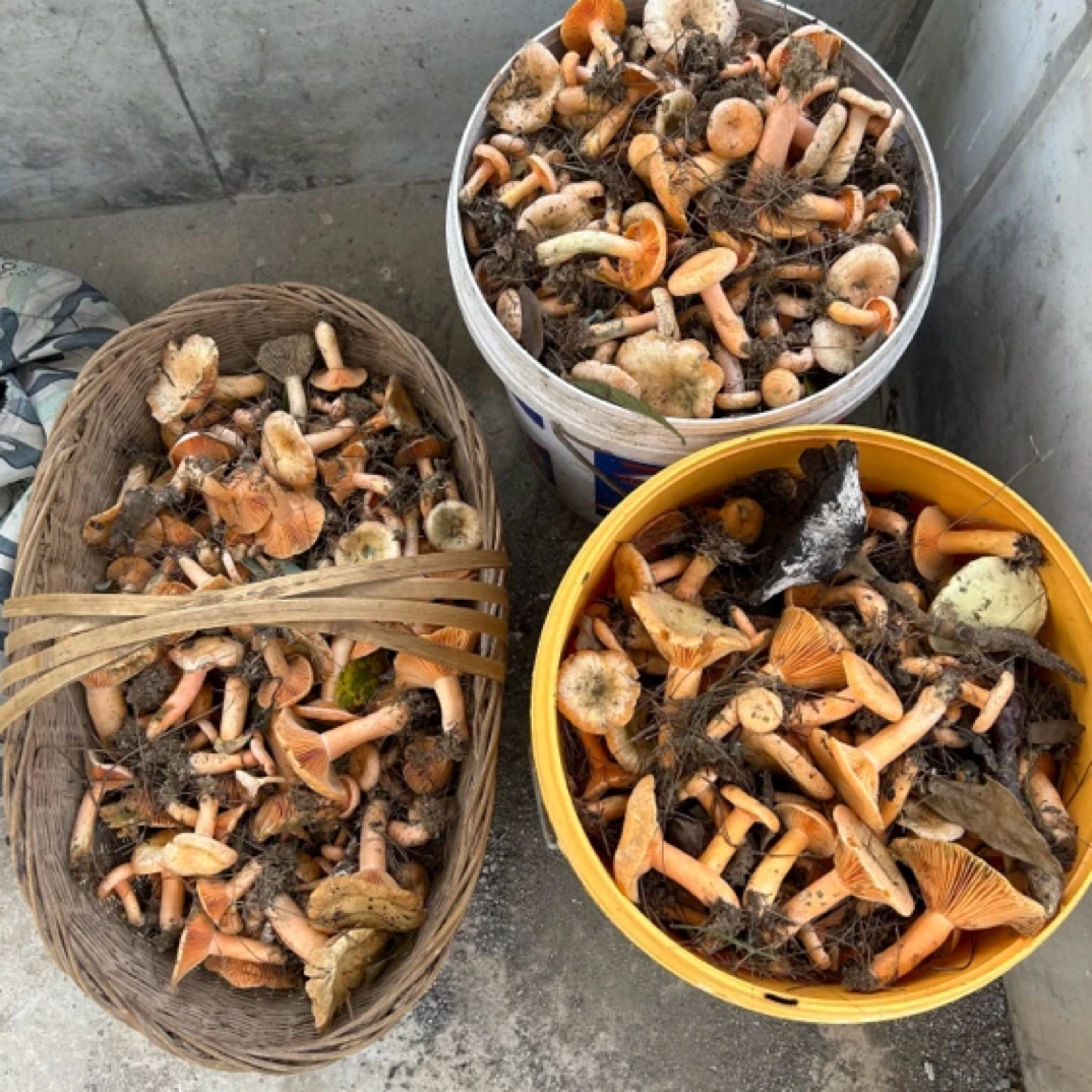 新鲜九月香枞树菌谷熟菌菌菇（菌子有蛆很正常）