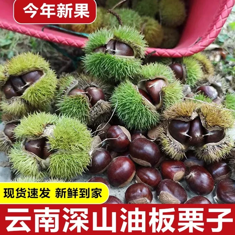 2024云南板栗新鲜现摘原味生栗子当季油栗去刺壳黑板栗蔬菜毛栗子