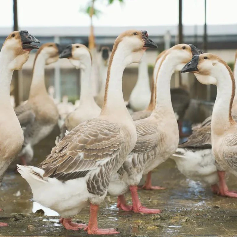 笼子发货正宗狮头鹅-150g 塑料筐纸箱包装透气