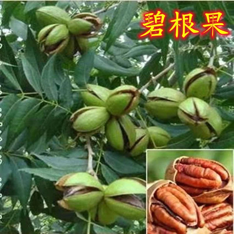 云南农家碧根果美国山核桃长寿果原味新鲜现摘现发1斤3斤