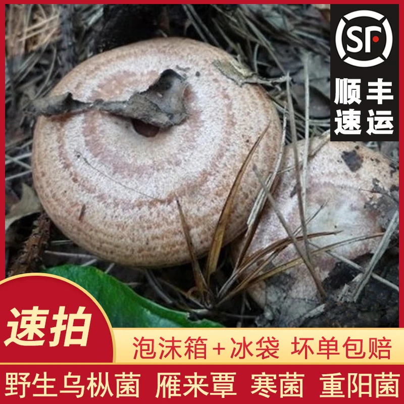 2025湘西新鲜乌枞菌枞树菇鲜枞树菌三九菇菌子松菇松乳菇铜绿枞菌