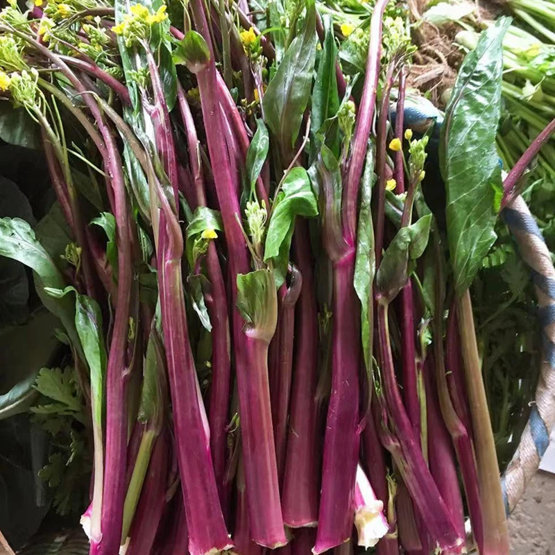 湘西高山种植红菜苔新鲜现摘红油菜苔当季农家蔬菜紫菜心薹青菜芯