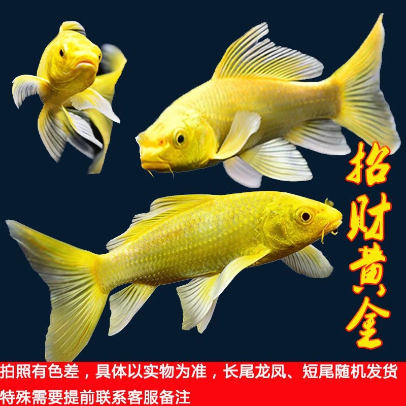 黄金锦鲤活鱼金鱼活鱼好养耐活冷水鱼小金鱼