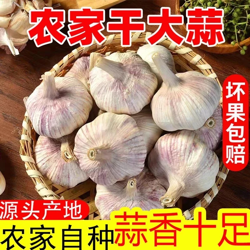 (农家土蒜）山东金乡大蒜十足干蒜5斤紫白特产干大蒜头1斤-5斤可种